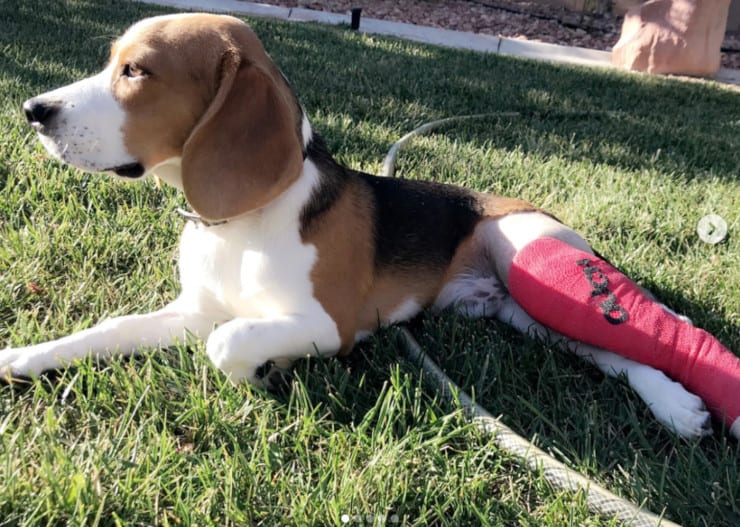 Fractured Leg Beagle