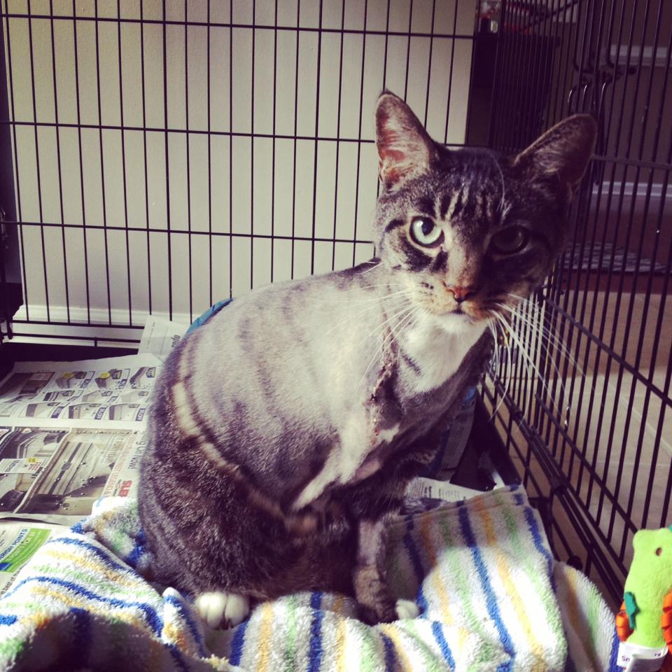 Jerry the Tripawd Cat Jerry the Tripawd Cat