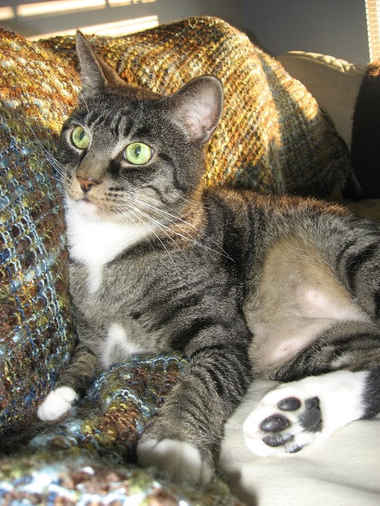 Jerry the Tripawd Cat Jerry the Tripawd Cat