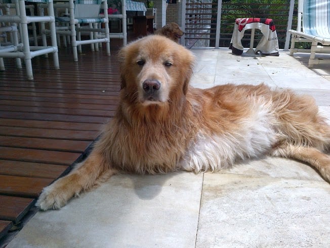 Tripawd Johnnie after a swim