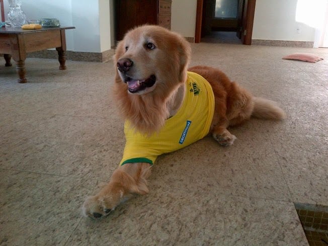 Golden Tripawd Johnnie in Rio