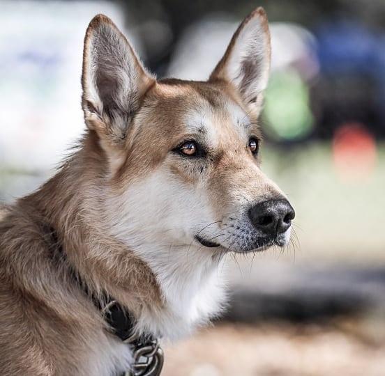 Wolf Shepherd Tripawd Dog
