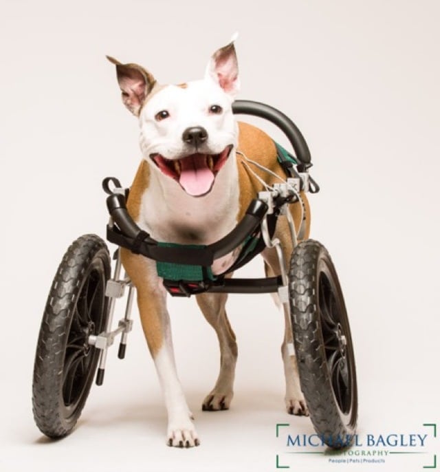 Three Legged Dog Lilly