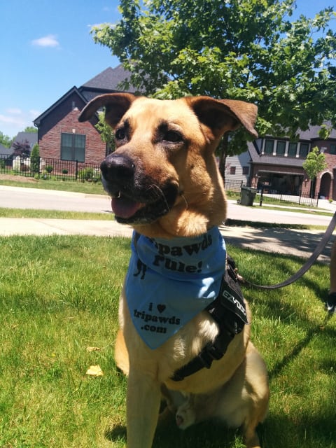 Tripawd Lucas