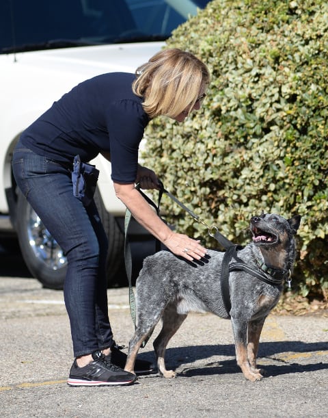 Blind nose work dog