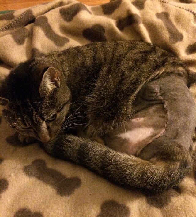 Macy the Tripawd Kitty