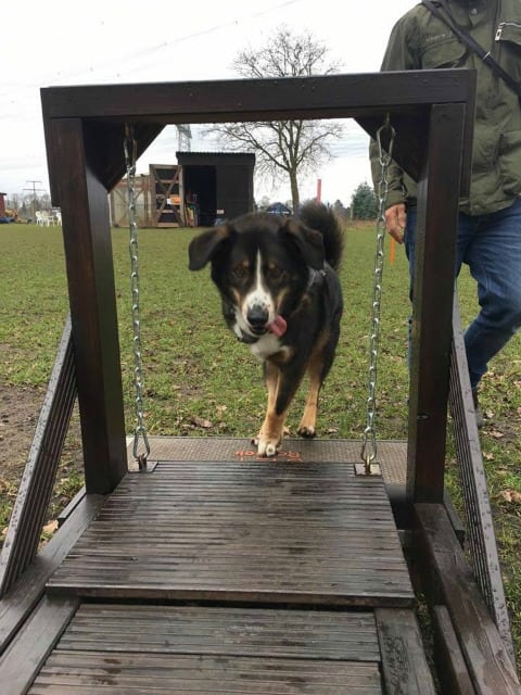 Safe Tripawd Exercise
