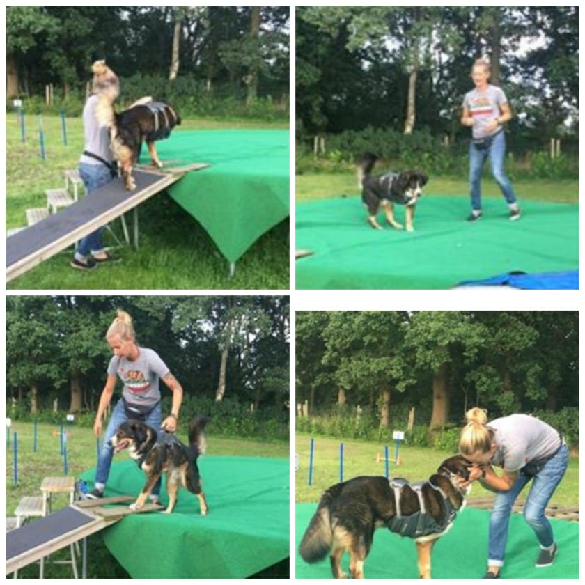 Safe Tripawd Exercise