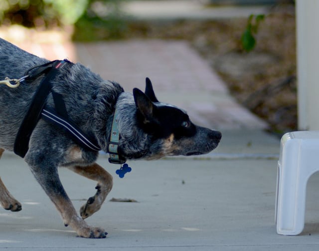 Blind nose work dog