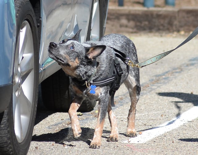 Blind nose work dog