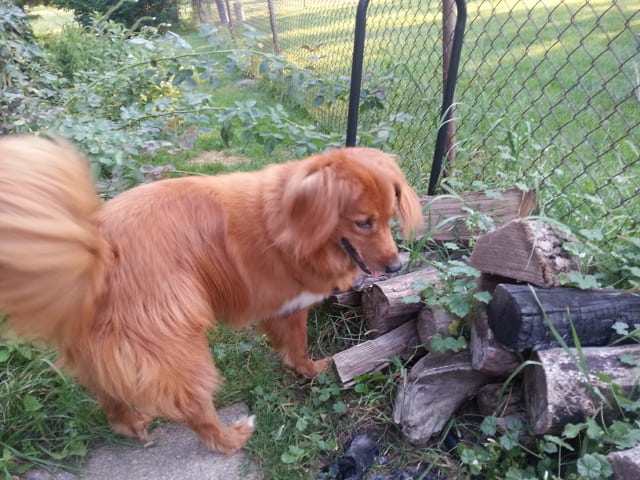 Murphy the tripawd diagnosed with histicytic sarcoma