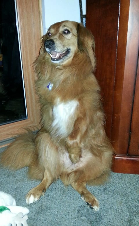 Murphy the tripawd diagnosed with histicytic sarcoma