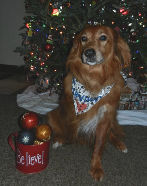 Murphy the tripawd diagnosed with histicytic sarcoma