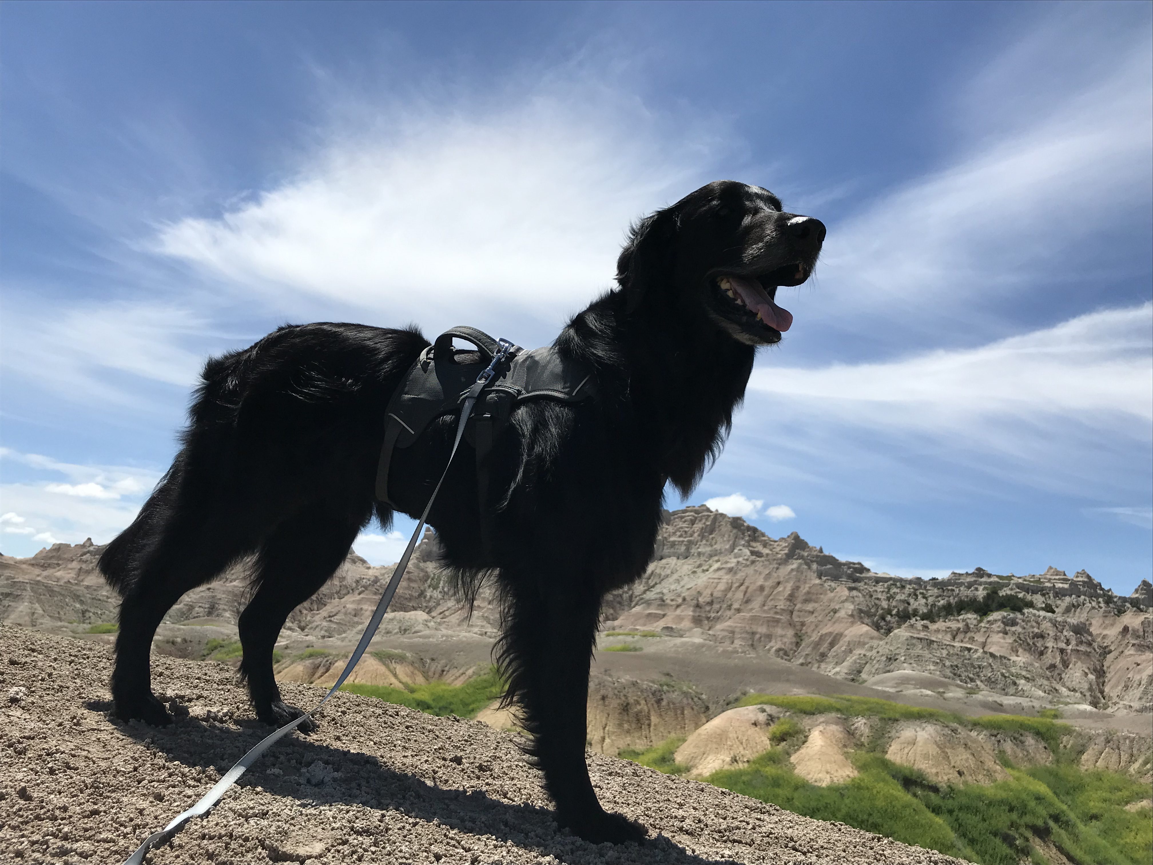 Flat Coated Retriever Neon