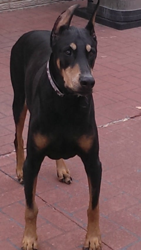 Doberman, Tripawd, dog