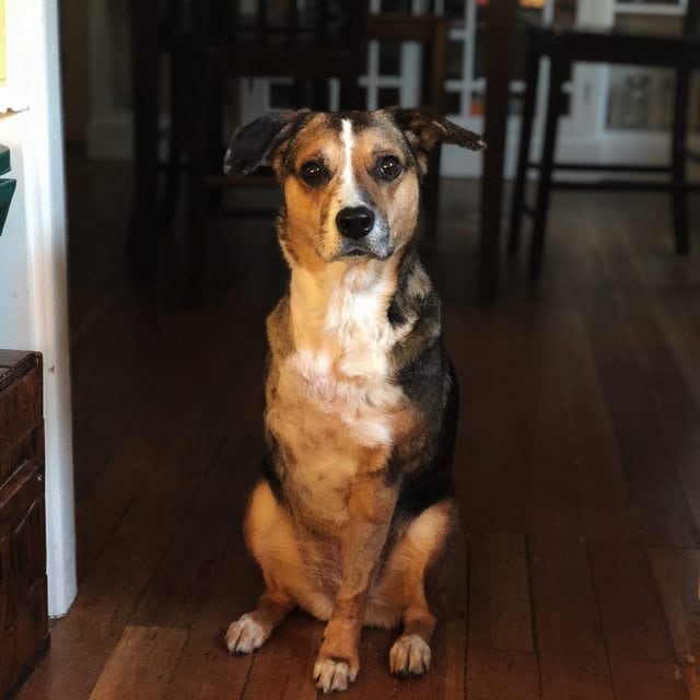Romy the Tripawd Romy the Tripawd