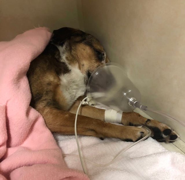 Tripawd Tuesday Romy Tripawd Tuesday Romy
