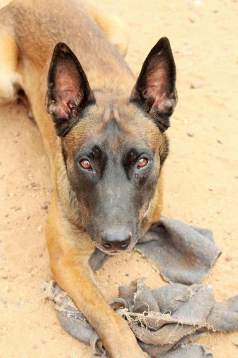 Tripawd Malinois