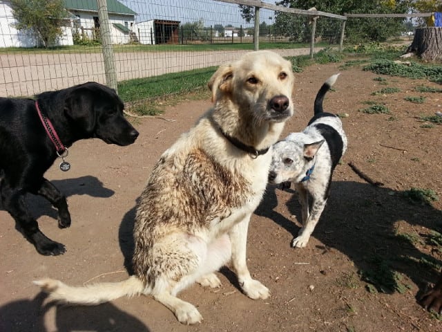 Spree the Tripawd