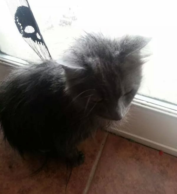 Toby the Tripawd Kitty