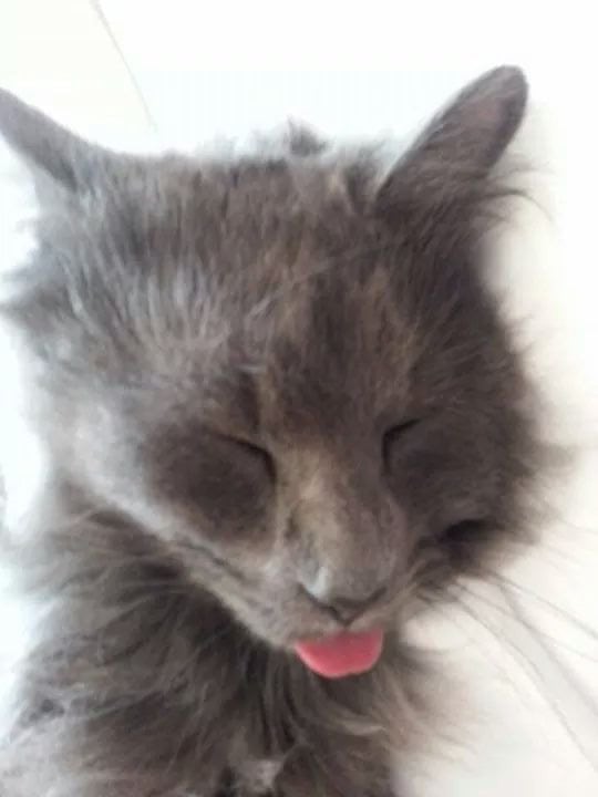 cat, three-legged, tripawd