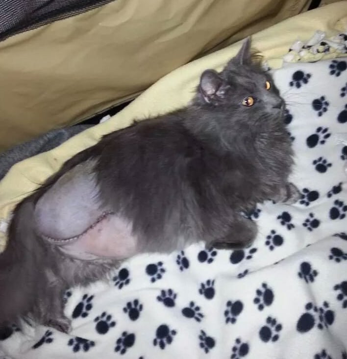 Toby the Tripawd Miracle Cat