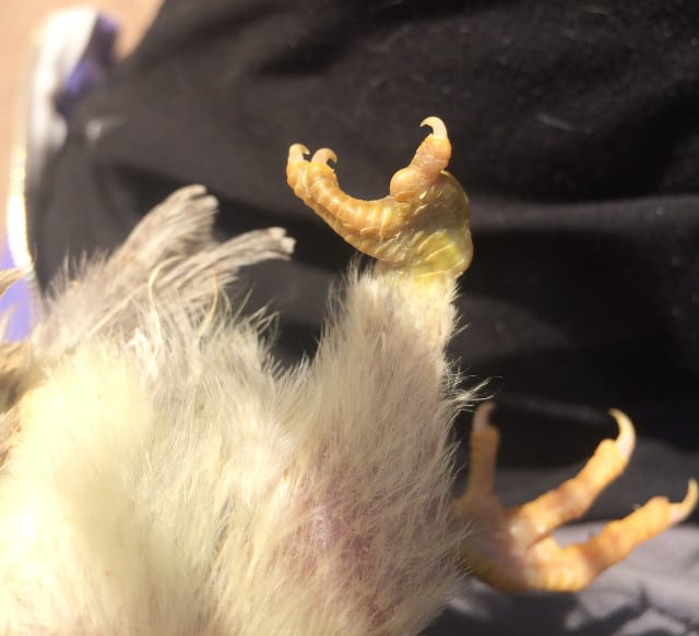 one-legged chicken foot