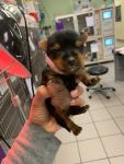 Three Legged Puppy Yorkie Barry