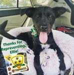 Ellie Ambassador Tripawd