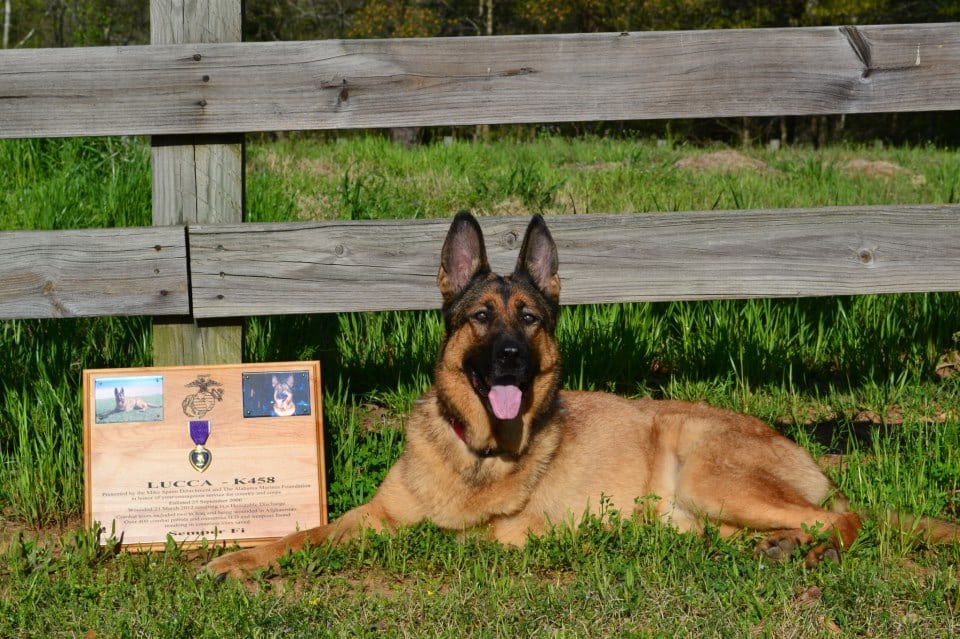 Lucca Gets a Purple Heart