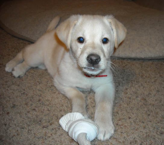 when to spay neuter puppy dog cat kitten