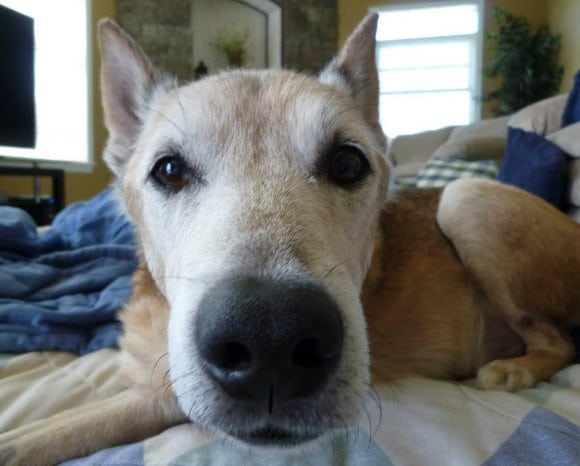 Senior amputee dog Zeus Senior amputee dog Zeus