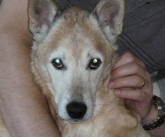 senior amputee dog Zeus senior amputee dog Zeus