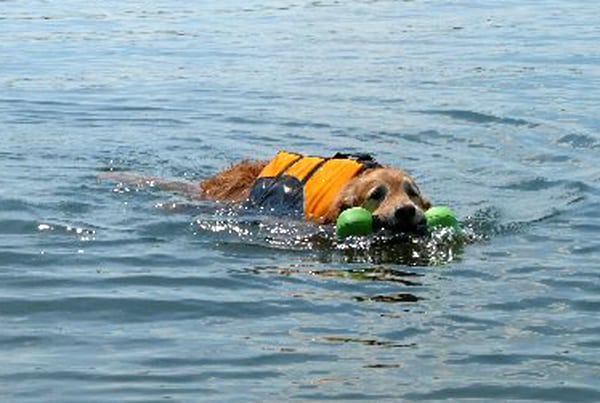 Float Coat life preserver for dogs helps three-legged dog Bailey swim