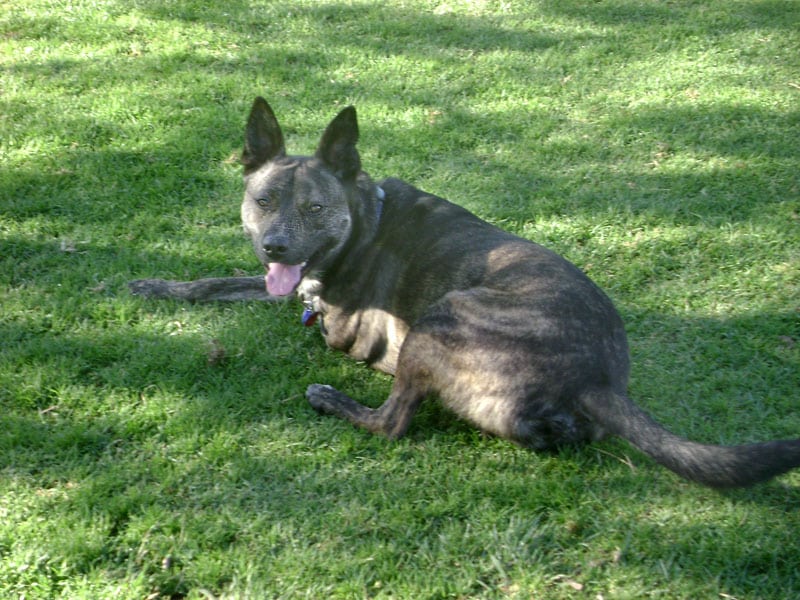 Adopt three legged rescue dog Kudo