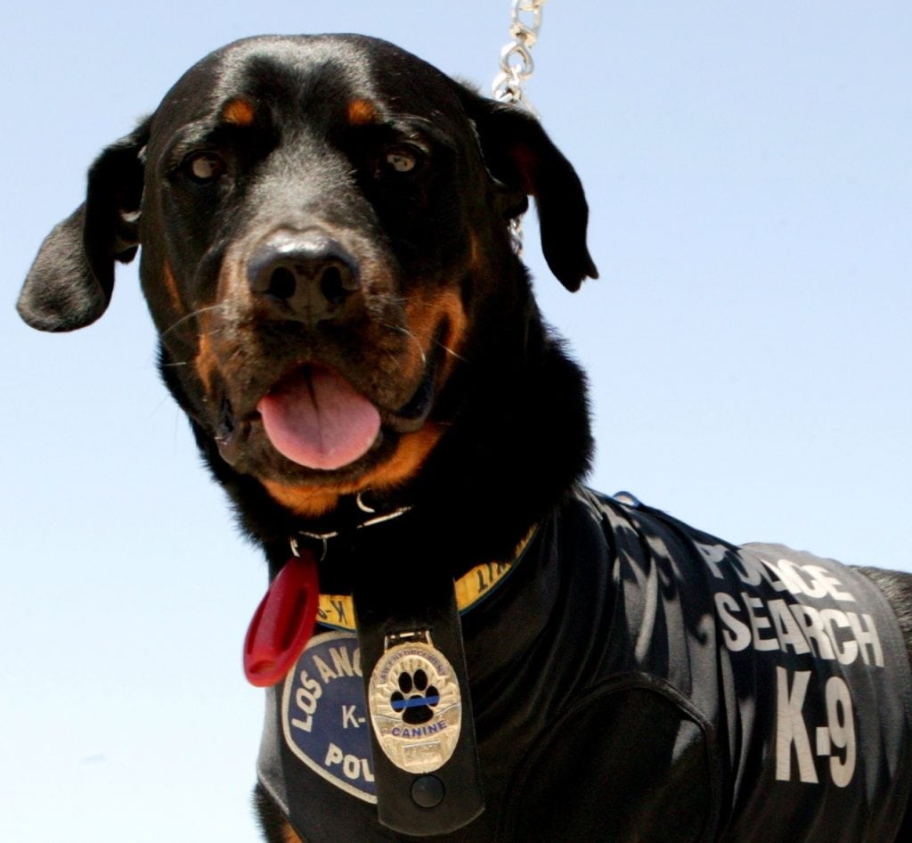 LAPD K9 Tripod Dog Hero Serpico
