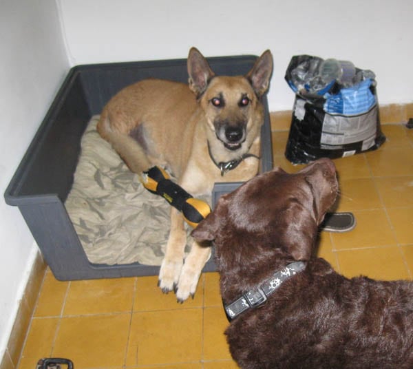 Israeli Tripod Dog meets friend