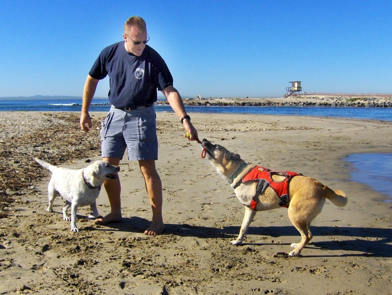 Three Legged Dog Maximutt Plays at Beach
