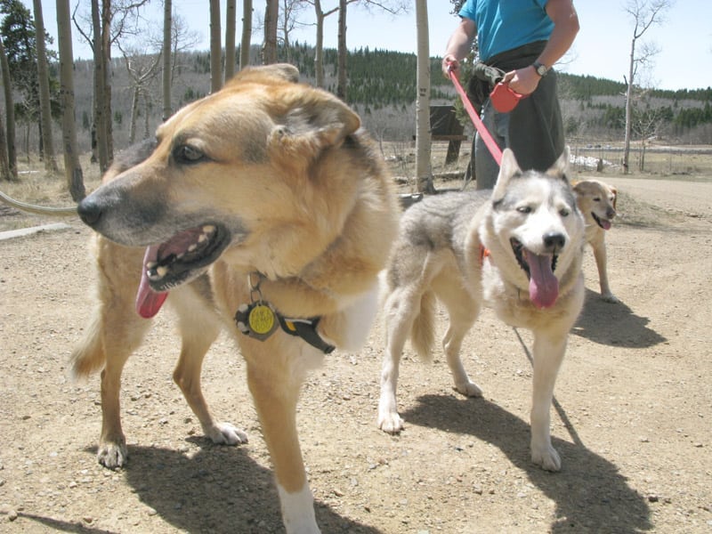 Three Legged Dogs Calpurnia and Jerry on Colorado Trail