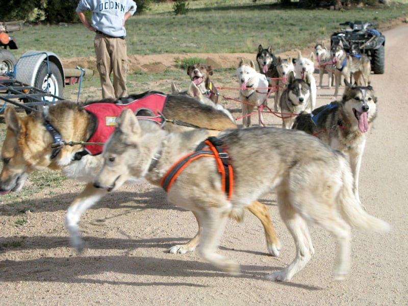 Jerry and Calpurnia lead Odaroloc sled dog team training