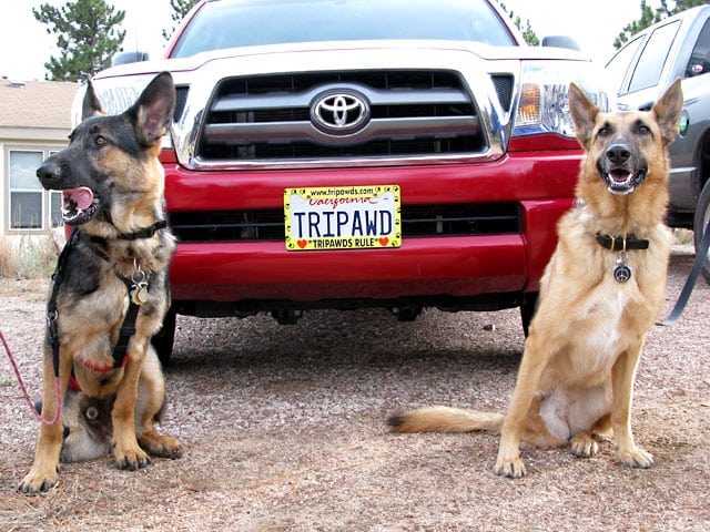 Codie Rae shows Wyatt her cool new Tripawds license plates