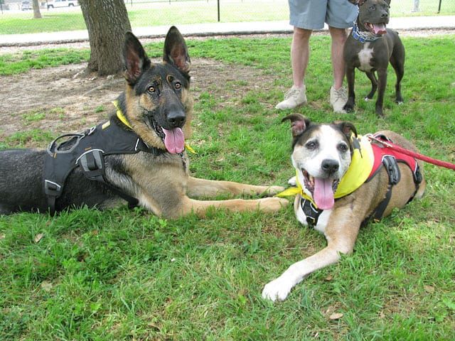 Wyatt and Trouble at Texas Tripawds Party