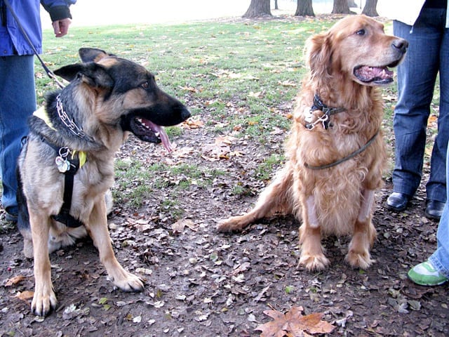 Three Legged Dogs Wyatt and lincoln Meet in Portland