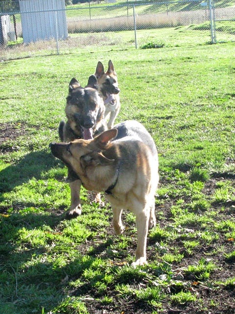Codie Regulates Three Legged German Shepherd Pack