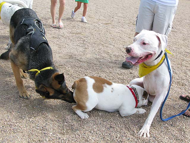 Wyatt and Cotton at Colorado Tripawds Party