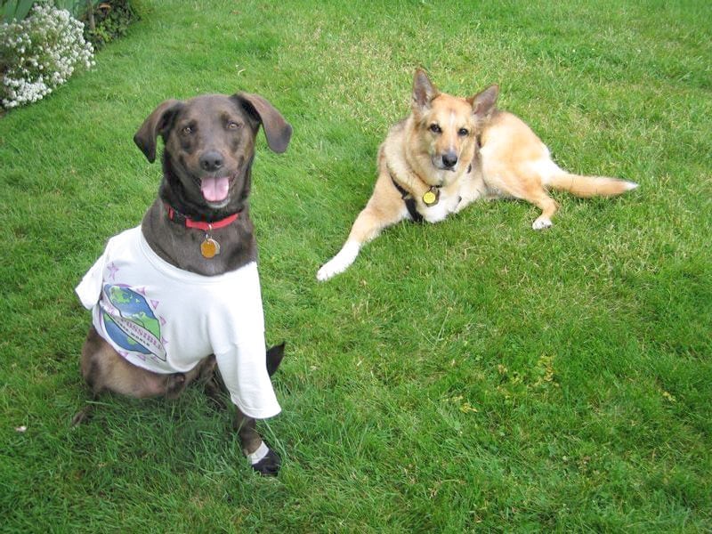 Morris, Team Tripawds, canine cancer, fundraising