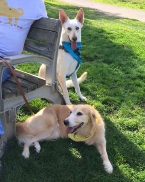 Northern California Tripawd dogs