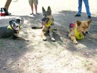 Dixie, Wyatt and Chuy at Mesa Tripawds Party