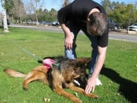 SoCal Tripawds Pawty