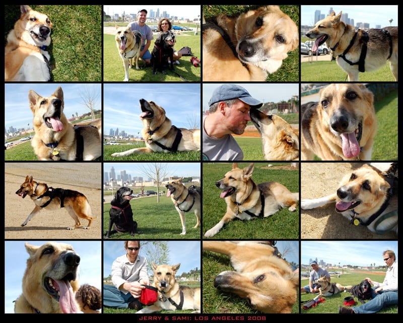 Sammy and Jerry Tripawd Play Date Los Angeles
